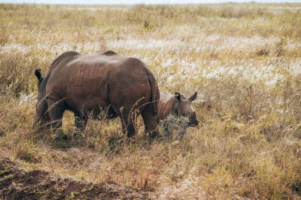 mother and baby rhino grazing in tall grass