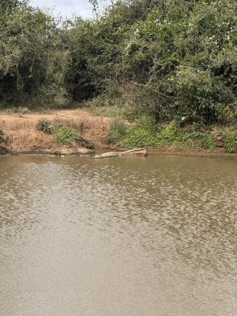 crocodile partially submerged in muddy river water