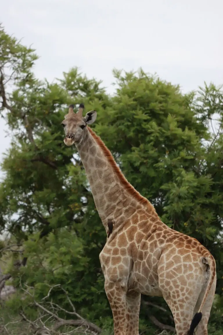 giraffe looking at camera in Kruger National Park
