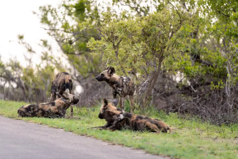 four african wild dogs resting by a road in Kruger National Park
