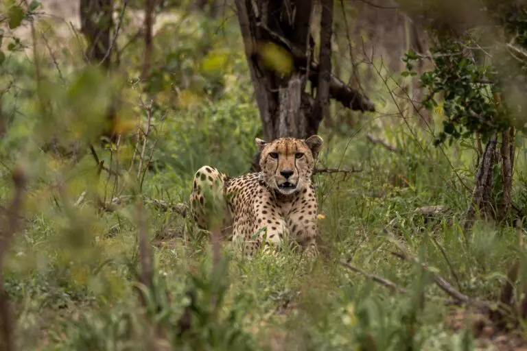 cheetah lying in green grass looking directly at camera
