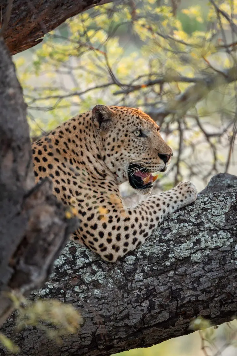 leopard resting on tree branch in Kruger National Park