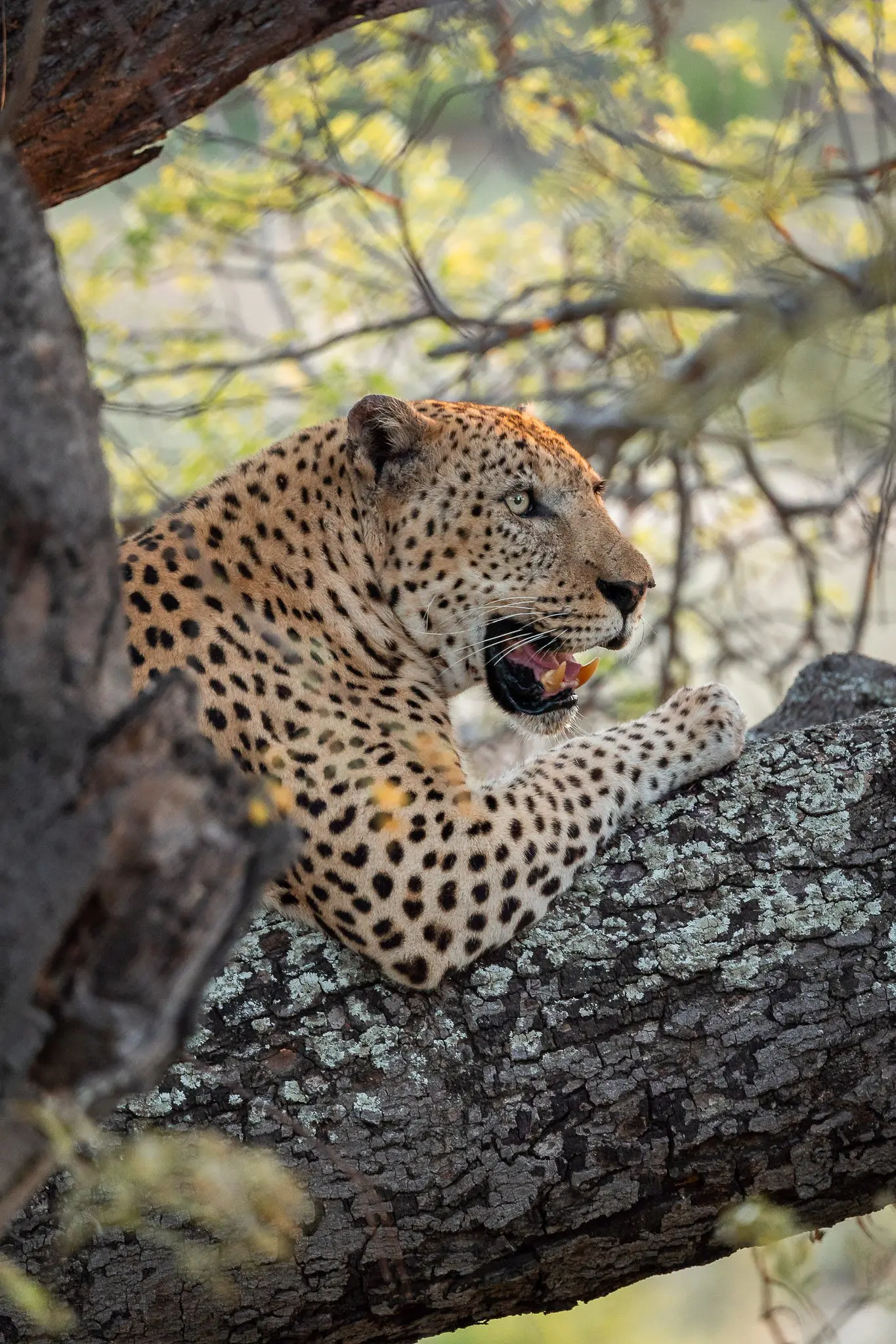 leopard resting on tree branch in Kruger National Park