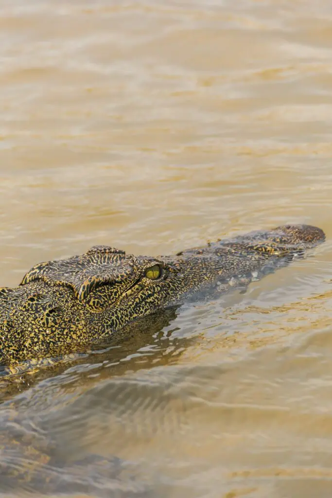 crocodile with yellow eye in Chobe River Botswana
