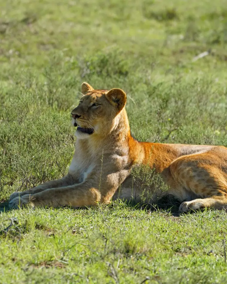 lioness resting in green grass on a sunny day