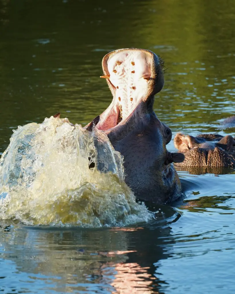 hippo yawning in water with splash