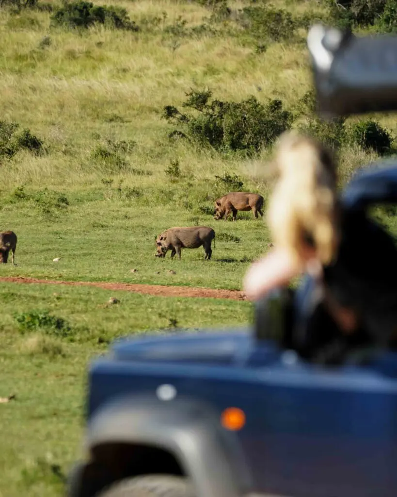 warthogs grazing in a grassy field from a safari vehicle