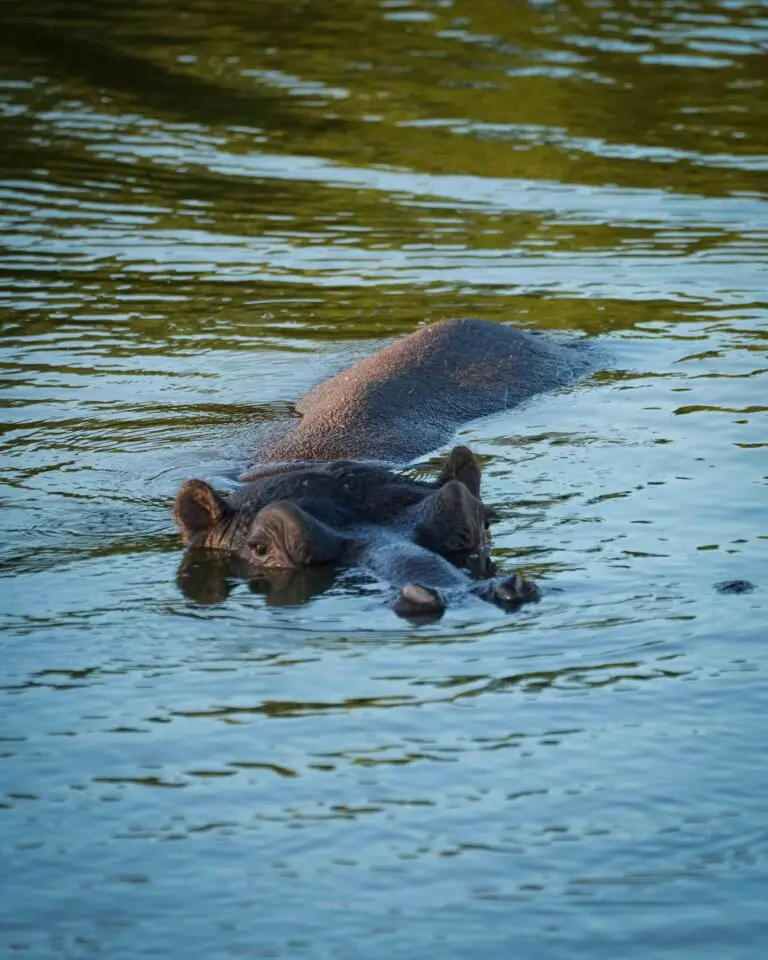 hippo swimming in a river with its head partially submerged