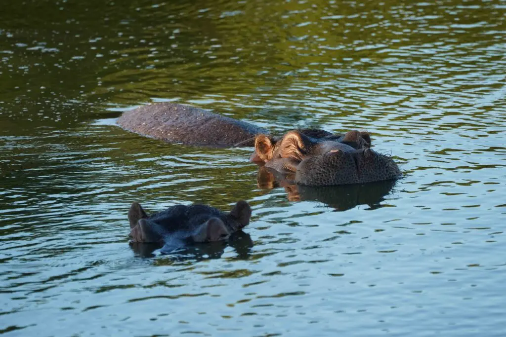 two hippos swimming in a calm river at sunset