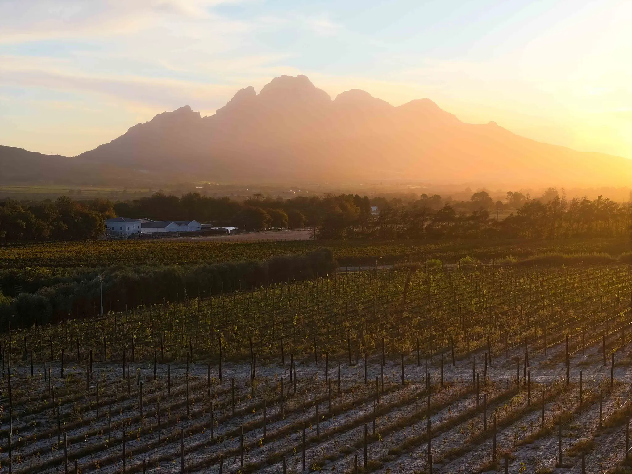 vineyard landscape at sunset with mountains in the background