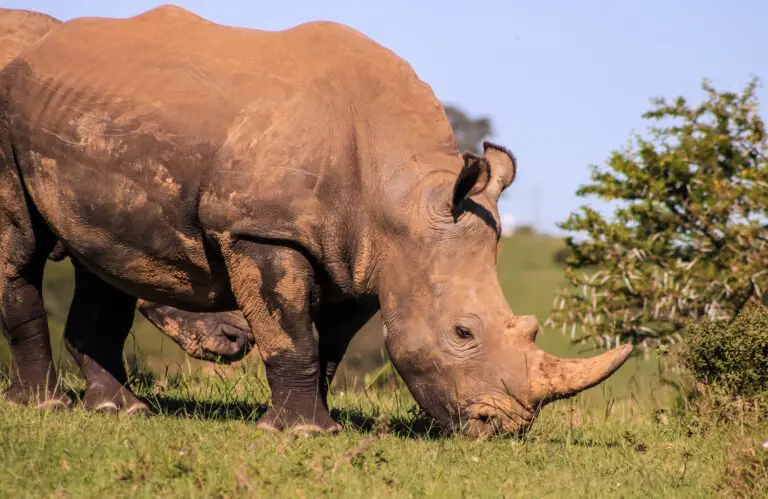rhino grazing in a grassy field in South Africa