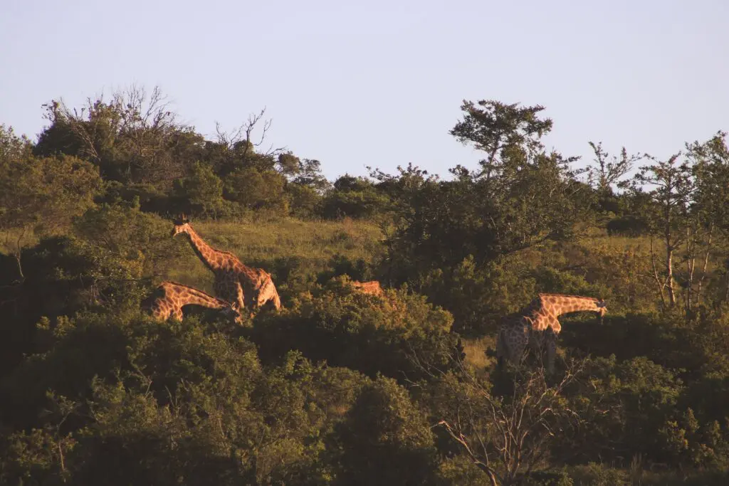 giraffes grazing in South African bushveld at sunset
