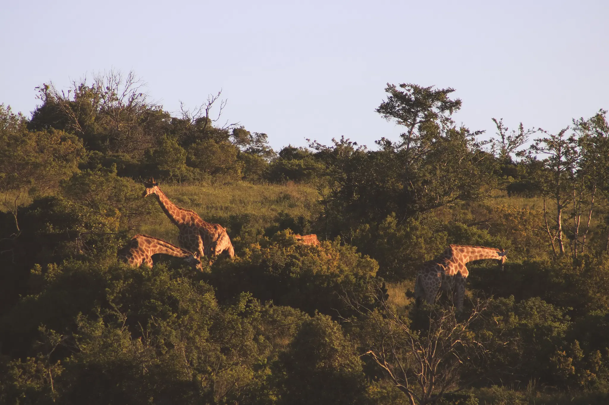 giraffes grazing in South African bushveld at sunset