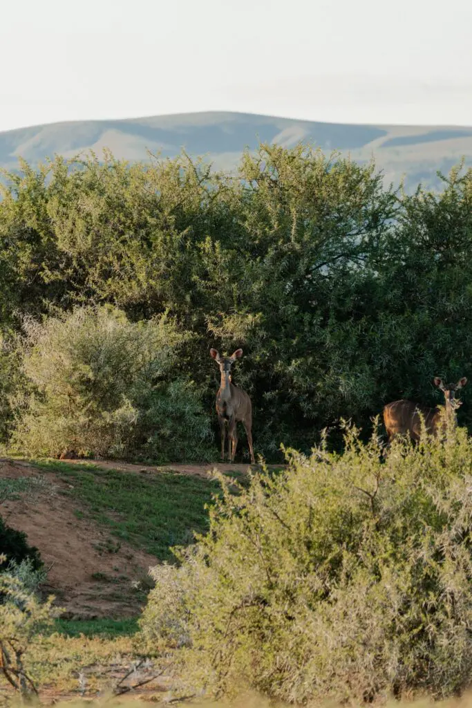 two kudu standing in green bushes in South Africa