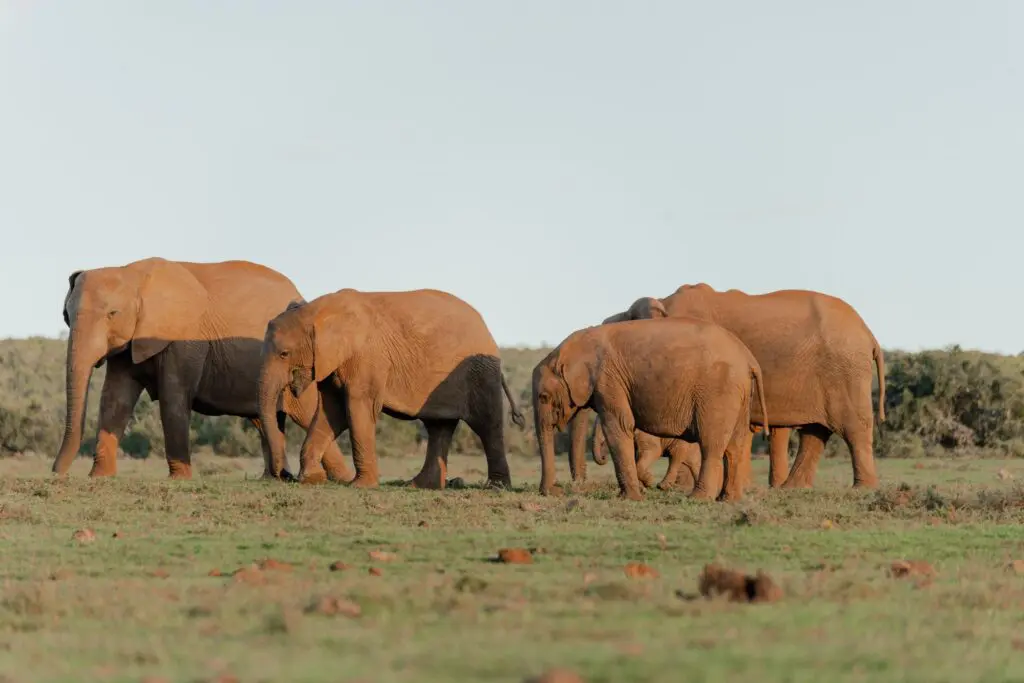 herd of elephants walking through a grassy field in South Africa