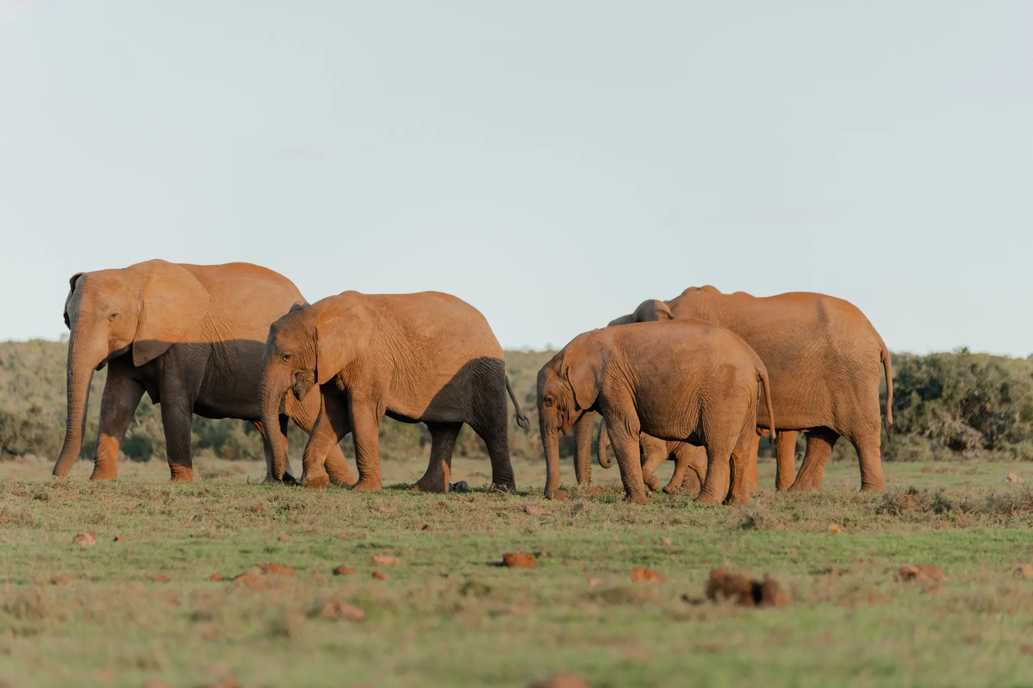 herd of elephants walking through a grassy field in South Africa