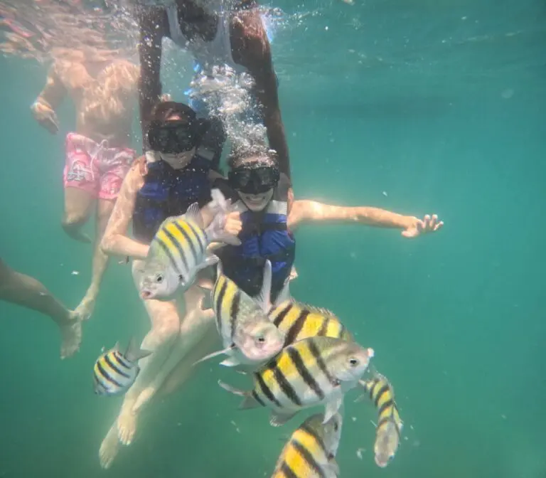 people snorkeling with striped fish in clear blue water