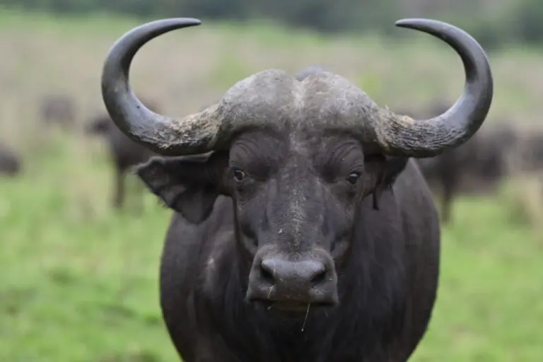 close up of a cape buffalo in a grassy field