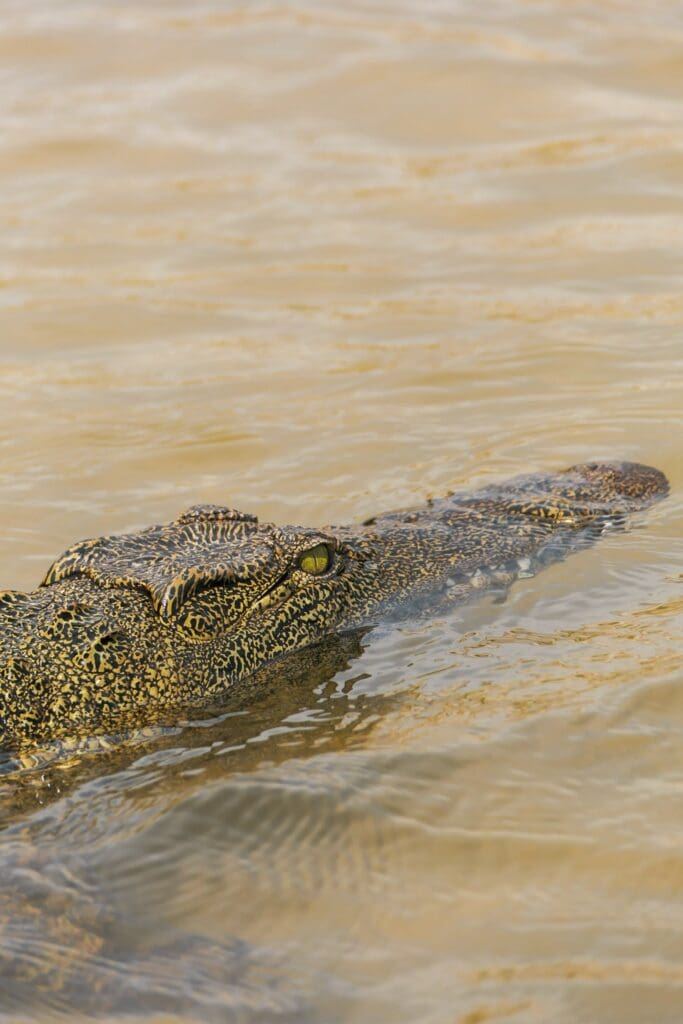 crocodile with yellow eye in Chobe River Botswana
