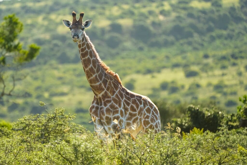 giraffe in a lush green african landscape