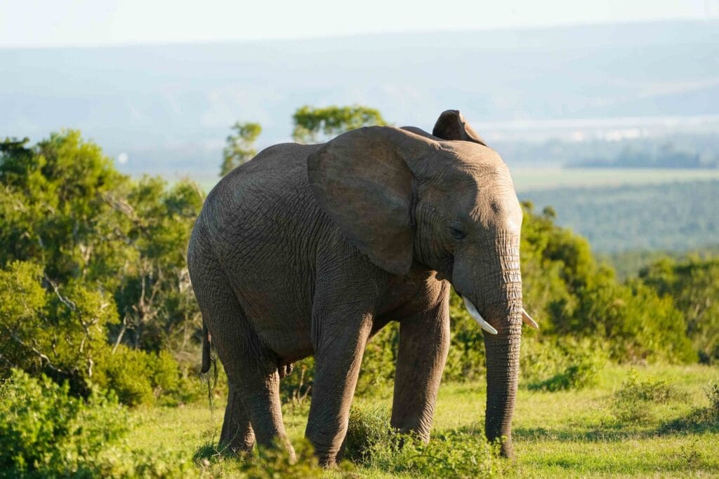 elephant grazing in a sunny South African landscape